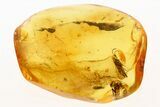 Detailed Fossil Parasitoid Wasp (Scelionidae) in Baltic Amber #288594-1
